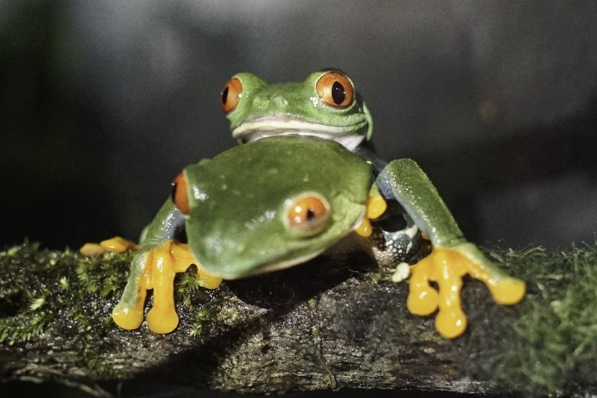 ▲「最會生的男人」再立功，臺北市立動物園內的紅眼樹蛙繁殖給力，蛙房的夜晚總是特別熱鬧。（圖／臺北市立動物園授權提供）