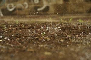▲研究指出，蚯蚓爬出地面有多種原因，例如大雨過後，土裡積水導致含氧量降低，就會導致蚯蚓大軍回到地表獲得氧氣。（示意圖／Pixabay）