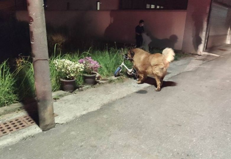▲台南市今天（28日）下午5時許，驚傳一起寵物咬人事件。（圖／翻攝畫面）