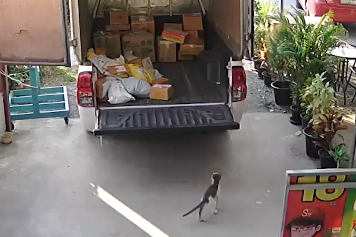 ▲店貓誤搭便車1小時無人發現，司機開門傻眼：「你怎麼在這？」。（圖／AP+ Viral Press）