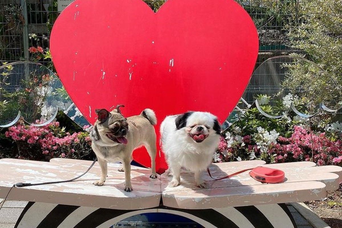 ▲2狗相愛到沒有空間讓飼主介入，被罵還會抱團反擊：「別兇我們！」。（圖／Instagram：tonton_20160726）