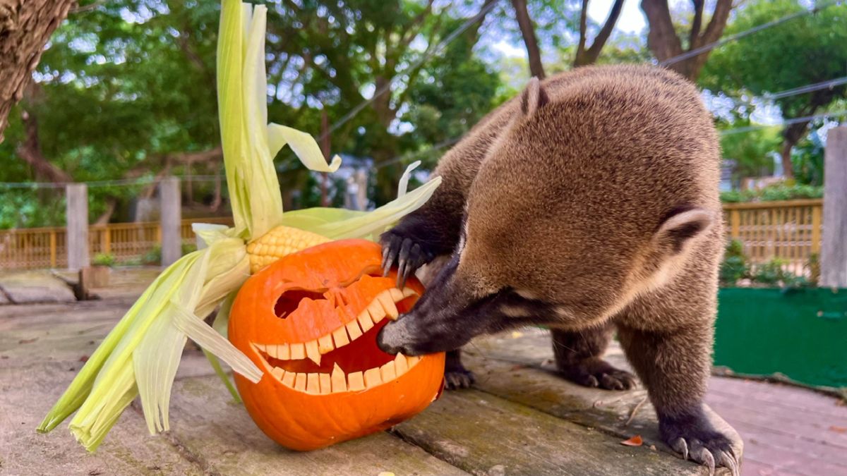 ▲長鼻浣熊觀察南瓜內是否藏有驚喜。（圖／高市府觀光局提供）