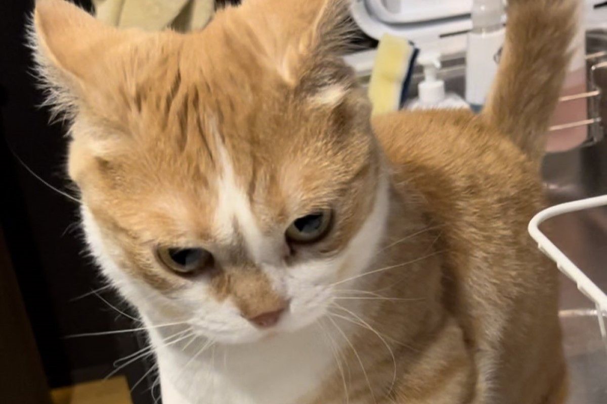 ▲橘白貓賽亞人模式逼給飯，威壓爆棚，耳朵快要翹上天。（圖／Twitter：kotaro_0315）