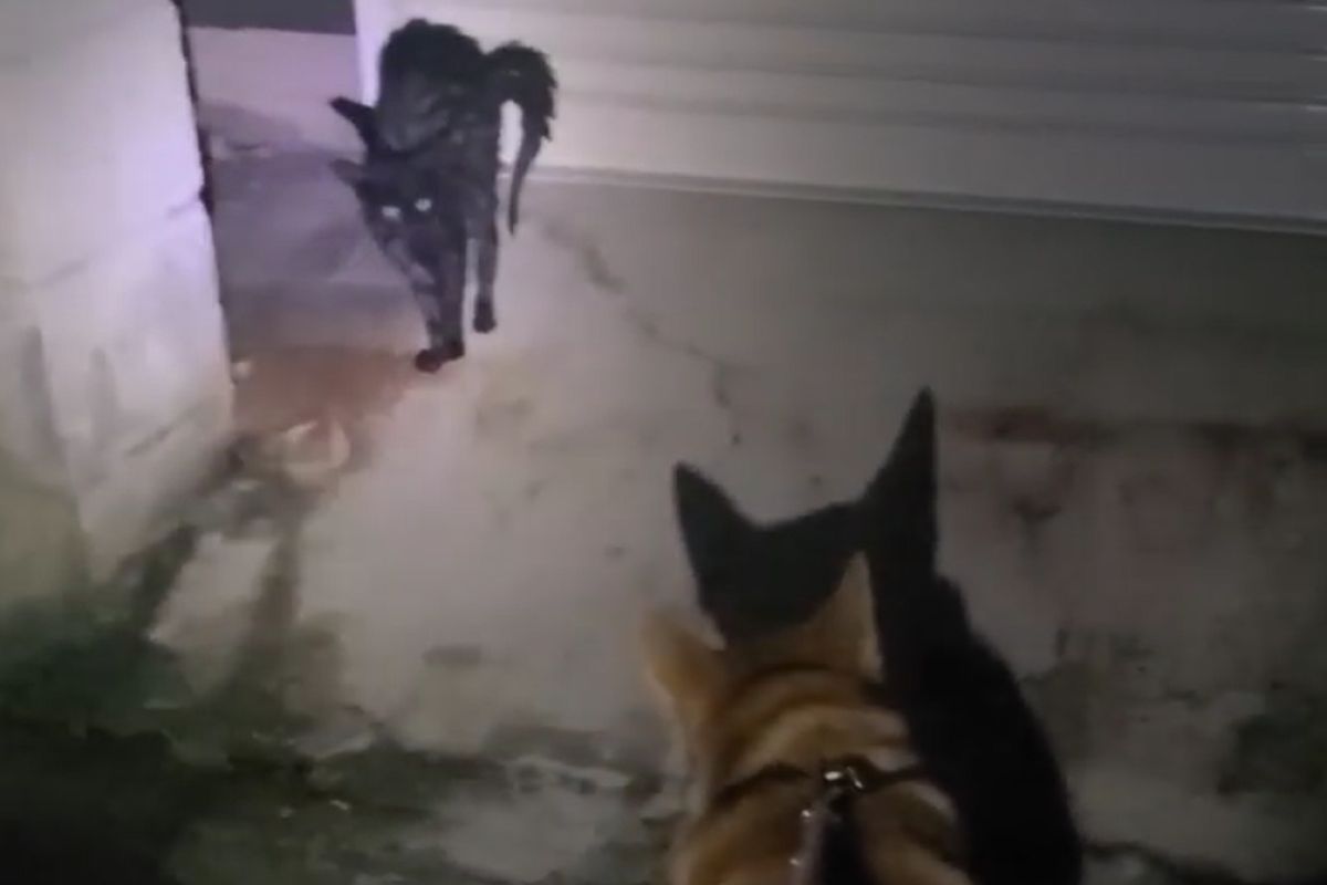 ▲狗狗雨中奔跑帶飼主找浪貓，牠被帶回後超乖：「這裡暖呼呼耶～」。（圖／Youtube：ハチこたch）