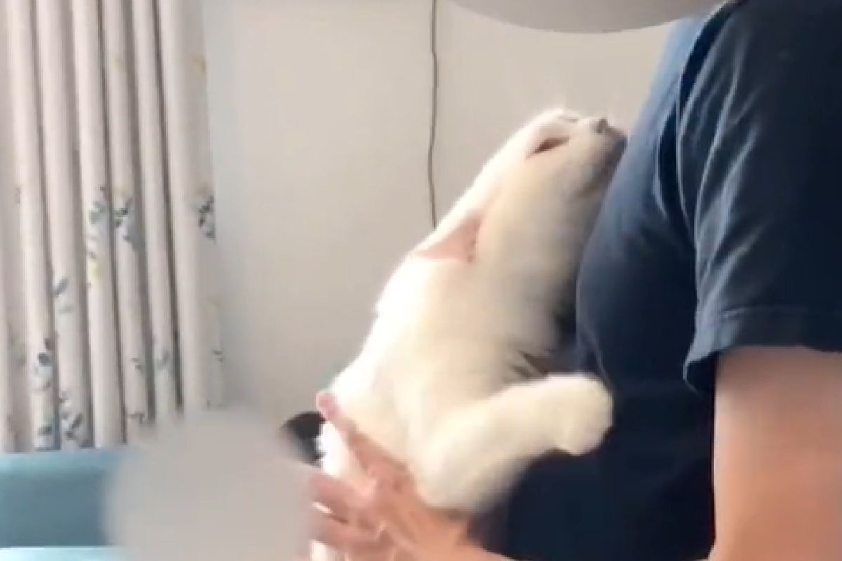 ▲「我好愛爸爸！」白貓用全身表達愛意，網友看影片都羨慕：「是天使」。（圖／TiKTok：user6z42x0roax） 