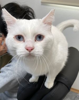 ▲是一隻擁有漂亮藍色眼睛的白貓。（圖／TiKTok：user6z42x0roax） 