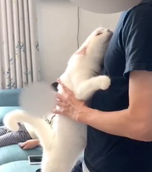 ▲白貓：抱我！抱我！抱我！抱我！（圖／TiKTok：user6z42x0roax）