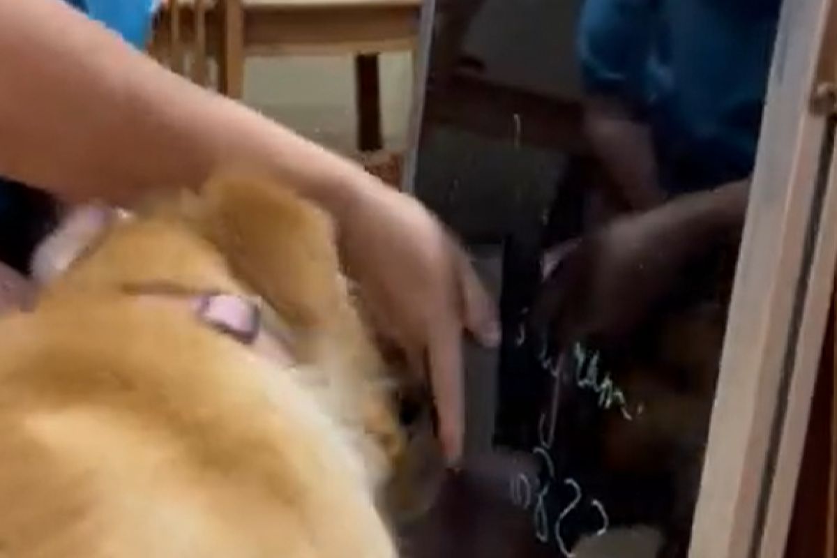 ▲見飼主擦菜單黑板，黃金獵犬主動叼過：「媽媽我幫你」。（圖／Youtube：ViralHog）