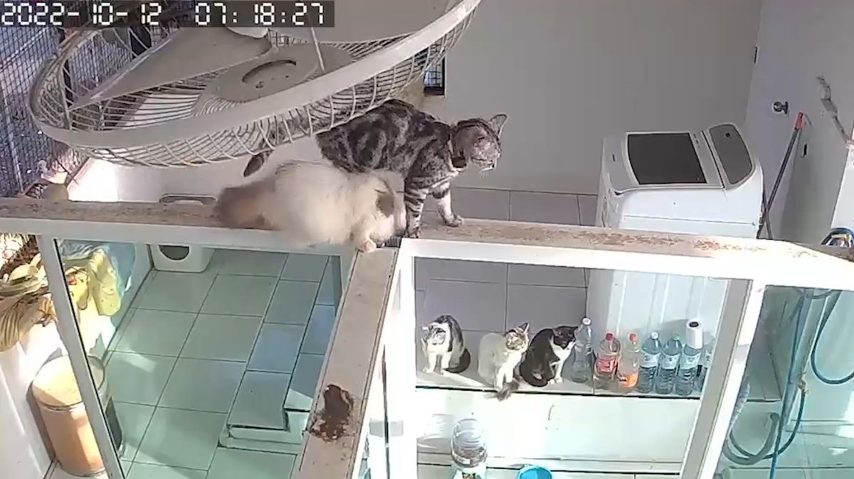 ▲頑皮的Yimno看到洞就想鑽！（圖／AP+ Viral Press）