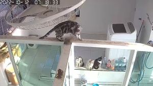 ▲伊姆諾在與其他貓遊玩時，爬上門框行走，身體卻變成液態般「滑入」中間鋼條部分的空心內部。（圖／AP+ Viral Press）