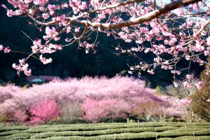 武陵農場櫻花季訂房秒殺！露營區12/1開搶　想撿漏靠這招
