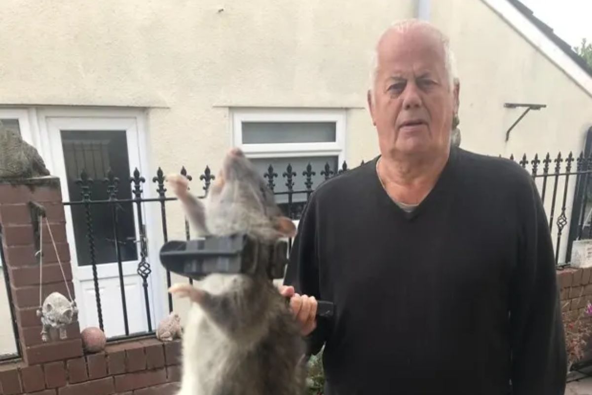 ▲英國阿公曾滅50隻灰鼠，近期又捕獲「巨型鼠王」，體型有小型犬大。（圖／Twitter：federicodececco） 