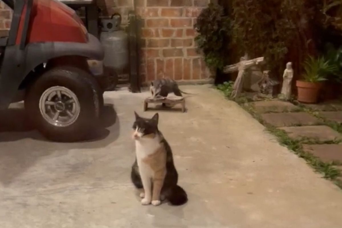 ▲負鼠當著貓咪的面偷吃貓糧，牠們淡定看著：「反正奴才還會給」。（圖／Youtube：ViralHog）