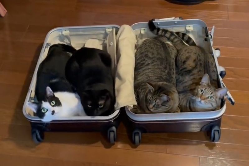 ▲主人收拾行李箱，4貓齊心塞滿箱子阻撓：「別離開我們」。（圖／Twitter：4cats_quartet） 
