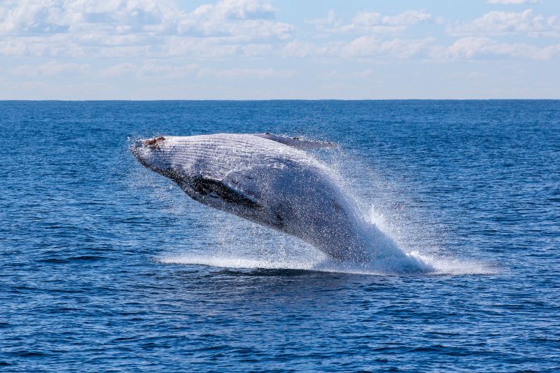 ▲研究估計，藍鯨每天會攝食多達1000萬個塑膠微粒，相當於43.6公斤。（圖／取自Unsplash）