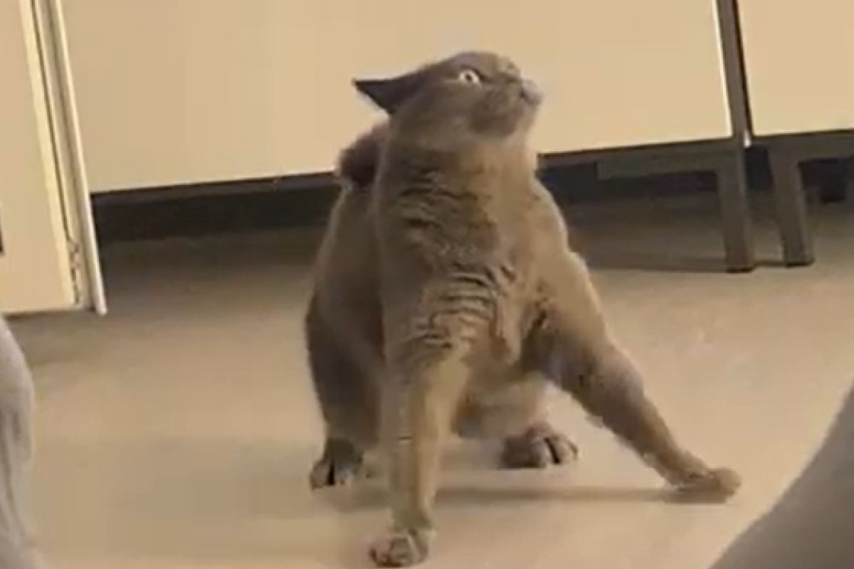 ▲貓突對空氣驚恐轉圈，詭異行徑讓飼主毛爆：「看到什麼了？」。（圖／Youtube：ViralHog）