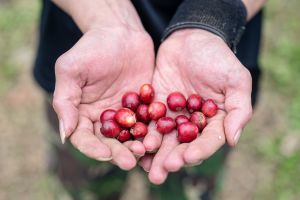 ▲McCafé全新「阿里山雲霧單品咖啡」以山泉孕育、純手工採收。（圖／台灣麥當勞提供）