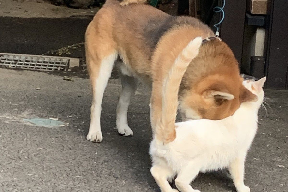 ▲柴犬在白貓面前是隻小奶狗，但看到飼主碰食物秒露兇相：「我只能忍受喵咪」。（圖／Twitter：magnakidkh）