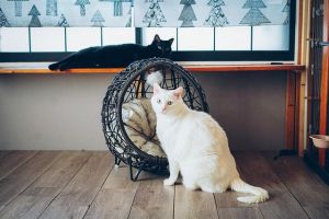 ▲推主家養了三隻貓，這是其中的黑、白貓。（圖／Instagram：chouchou_cherie_caro）