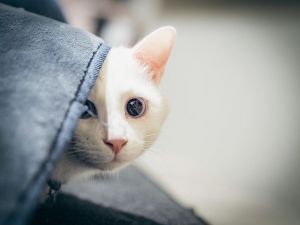 ▲今天的主角白貓布蘭克。（圖／Instagram：chouchou_cherie_caro）