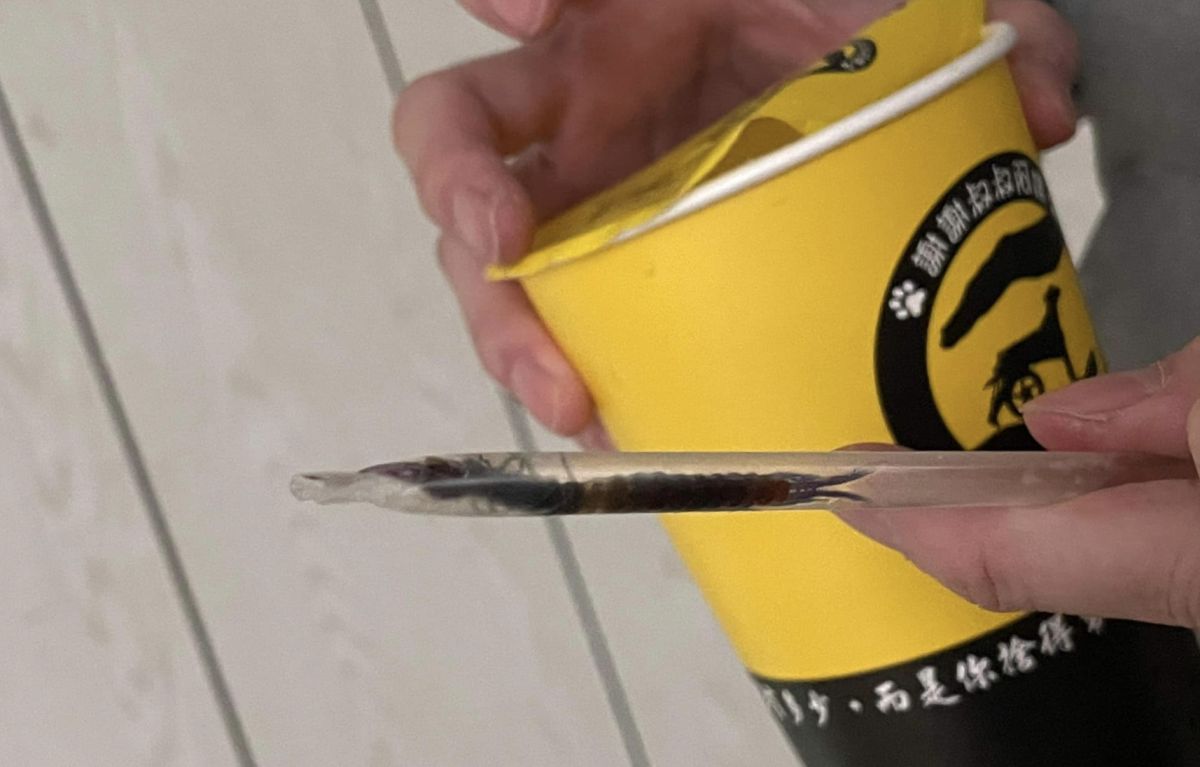 ▲網友日前喝料老大手搖飲時，結果吸到一隻蜈蚣。（圖/爆料公社）