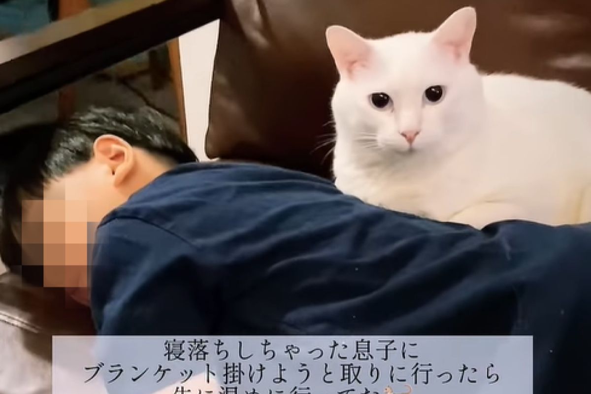 ▲小孩課後累倒沙發，白貓怕他冷秒衝身邊：「我來當你的毯毯」。（圖／Instagram：chouchou_cherie_caro）