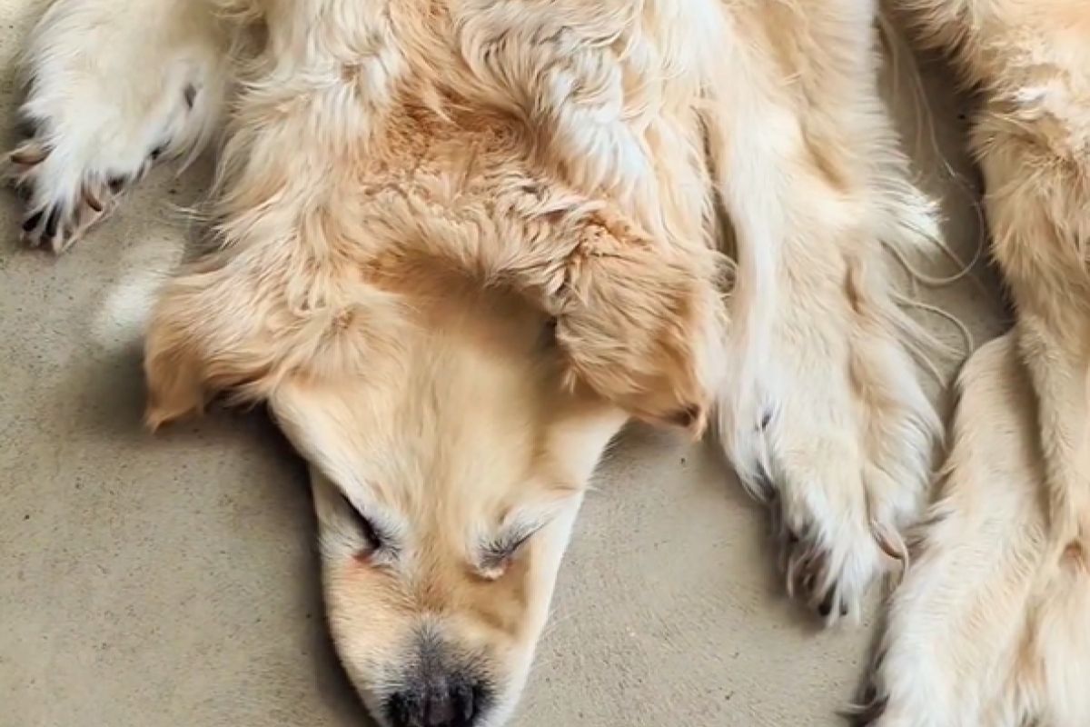 ▲「去世金金」被製成地毯收藏，標本公司表示：「現在很流行」。（圖／Instagram：chimerataxidermy）