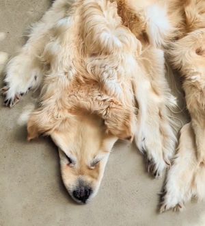 ▲有飼主請求標本公司將去世愛犬製成地毯。（圖／Instagram：chimerataxidermy）