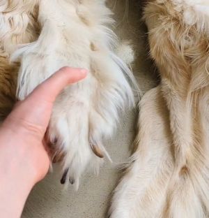 ▲黃金獵犬被製成一張美麗的毛毯，爪子都完整還原。（圖／Instagram：chimerataxidermy）