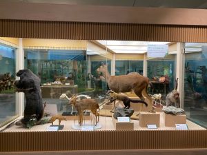 科博館「張牙舞爪」特展登場 稀有「黃喉貂」立姿標本亮相 ▲國立自然科學博物館今起舉辦「張牙舞爪」特展,展出25種臺灣哺乳類動物標本。(圖/記者金武鳳攝,2022.11.4)