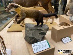 科博館「張牙舞爪」特展登場 稀有「黃喉貂」立姿標本亮相 ▲珍貴稀有保育類動物「黃喉貂」立姿標本,可清楚看到牠足爪特徵。(圖/記者金武鳳攝,2022.11.4)