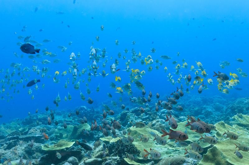 ▲雄獅主打市場絕無僅有「帛琉3天出海」行程，帶領旅客前往牛奶湖、鯊魚城、大斷層、藍色珊瑚礁等，一次收集帛琉最具特色及代表性的潛點，盡情享受鬼斧神工的自然美景。（圖／雄獅旅遊提供）