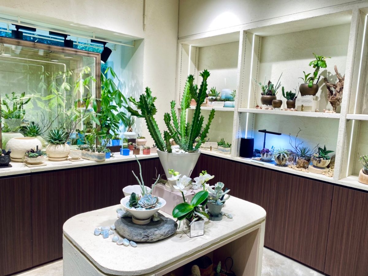 ▲「最美植物店」有肉SUCCULAND喜迎7週年慶「永恆植光」，即日起至11/25祭出入會禮、消費滿額贈、買盆送盆等7大好禮，不只可預約植栽設計師為植物健康檢查；每週五到店拍照打卡並標記「有肉」，還能免費喝Daily by Draft Land特製雞尾酒，可是內行才知的隱藏優惠。（圖／記者蕭涵云攝）