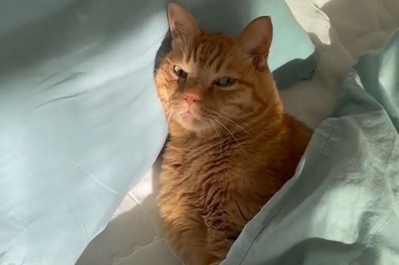 被褥太暖和！橘貓被吵醒「氣噗噗」奶音抱怨：再睡五分鐘
