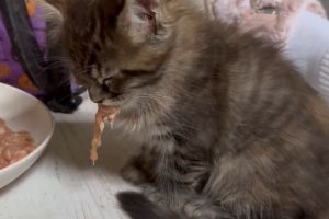 實在太累了！愛睏幼貓「口叼肉肉」度估　差點整隻掉盆裡
