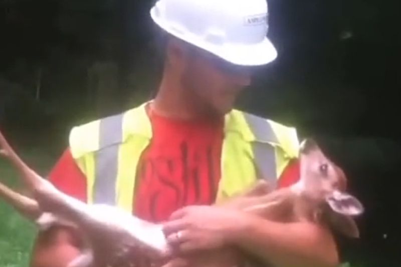 ▲小鹿寶寶要抱抱，被工人放下就嗷嗷抱怨：「不准去工作」。（圖／Youtube： Justin Lewis） 