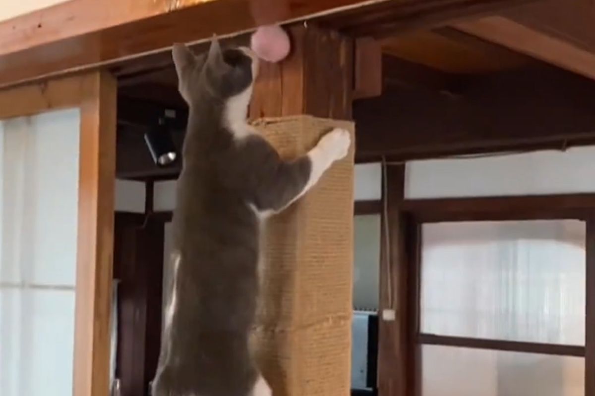 ▲保護房子新招！人類用麻繩綁柱子DIY貓抓柱，頑皮貓玩瘋又不傷傢俱。（圖／Instagram：gris_hoa）