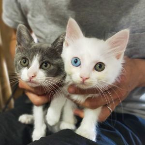 ▲日本網友家的兩隻貓咪。（圖／Instagram：gris_hoa）