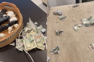 ▲飼主回家後發現桌上的6.4萬現金全被狗狗撕毀。（圖／TiKTok：kimkruk）