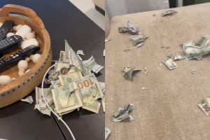 飼主回家後發現桌上的6.4萬現金全被狗狗撕毀。(圖/TiKTok:kimkruk) ▲飼主回家後發現桌上的6.4萬現金全被狗狗撕毀。(圖/TiKTok:kimkruk)