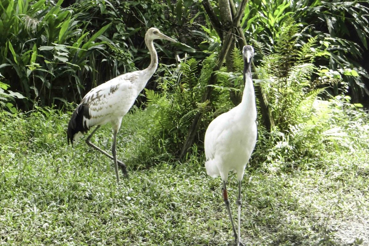 ▲鳥界美少女亭亭玉立，白袍加身轉小大人，活力滿點超會跑。（圖／臺北市立動物園授權提供）