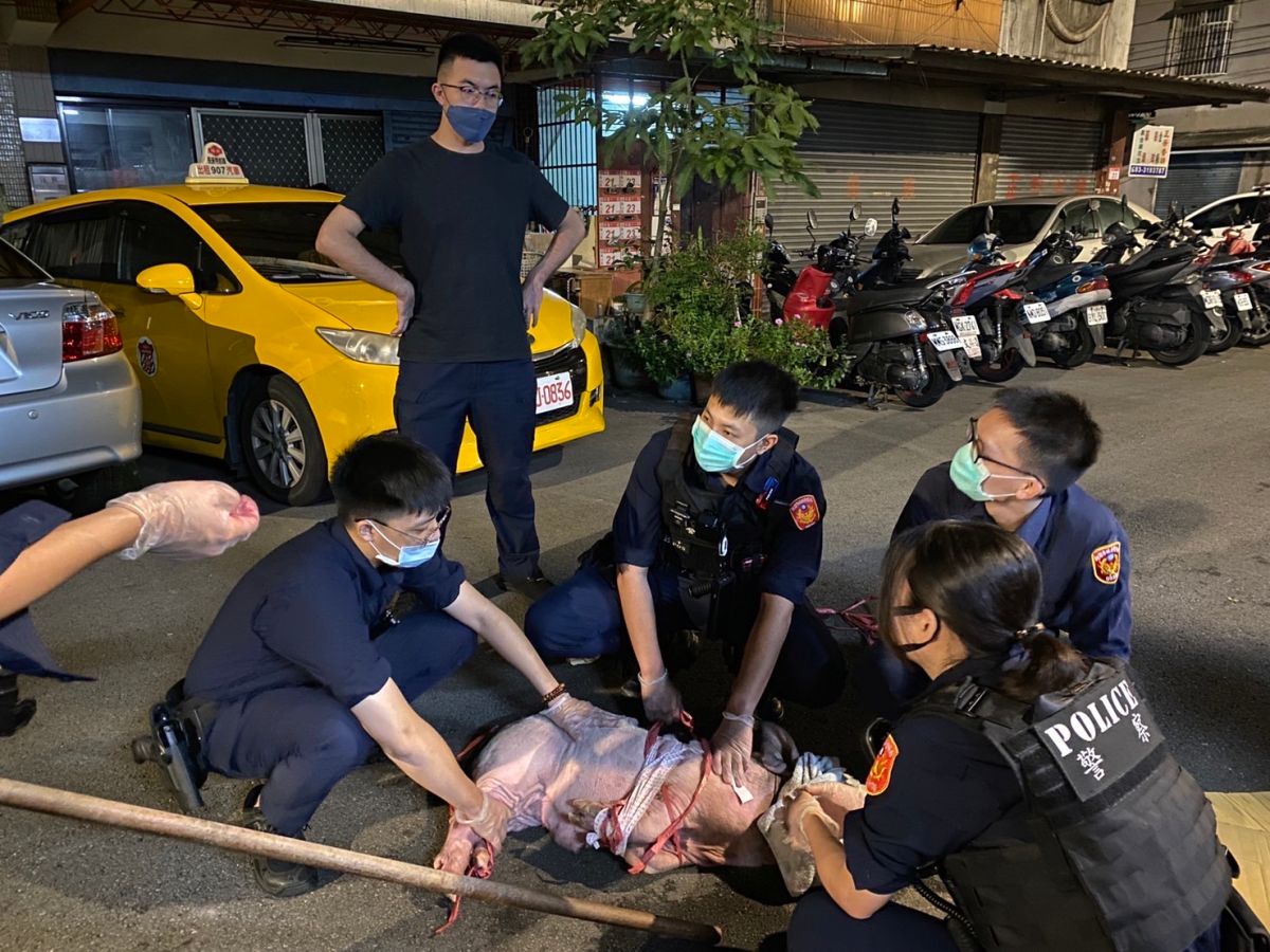 ▲民眾飼養的寵物豬脫逃逛大街，警方獲報後與民眾合力將豬「壓制逮捕」，並五花大綁送派出所處理。（圖／龜山分局提供）