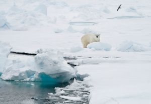 暖化加速！2030年北極夏季可能無海冰　科學家：比原估計提早10年
