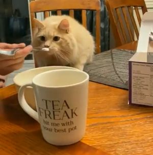 飼主用湯匙握柄處挖下少許冰淇淋給愛貓嘗試。(圖/Twitter:____B_S____) ▲飼主用湯匙握柄處挖下少許冰淇淋給愛貓嘗試。(圖/Twitter:____B_S____)