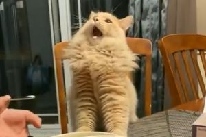 貓:(舔)蝦咪!!!?這到底是什麼東西???(圖/Twitter:____B_S____) ▲貓:(舔)蝦咪!!!?這到底是什麼東西???(圖/Twitter:____B_S____)