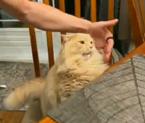 飼主趕緊護住牠,以免從椅子上摔落。(圖/Twitter:____B_S____) ▲飼主趕緊護住牠,以免從椅子上摔落。(圖/Twitter:____B_S____)