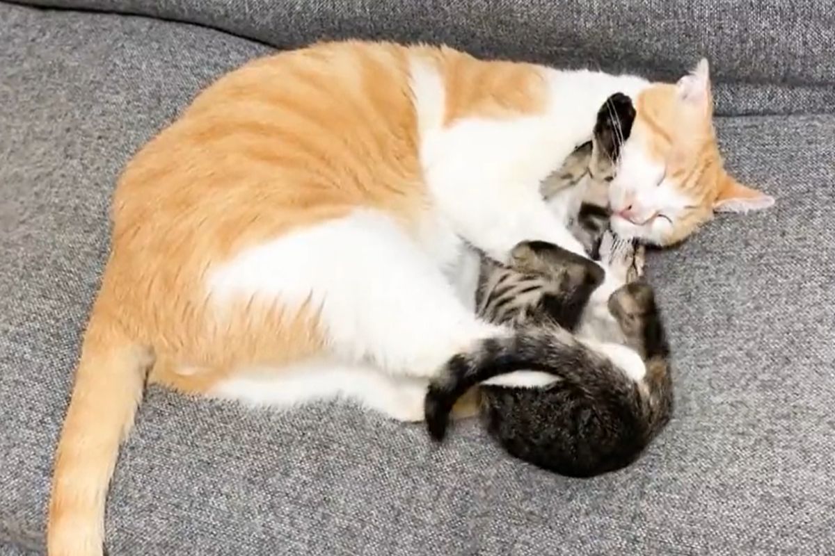 ▲貓妹妹被哥哥緊擁在懷中睡覺，無情地直接揍翻對方下巴：「要悶壞啦！」（圖／Twitter：uni_mugi_hachi）