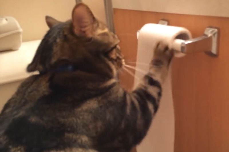▲貓咪玩捲筒衛生紙弄超亂，牠下秒收拾乾淨，網友全看傻。（圖／Youtube：Michael Thompson）