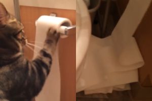 ▲貓咪將捲筒衛生紙弄得滿地都是。（圖／Youtube：Michael Thompson）
