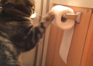 ▲玩完後，貓咪竟又將衛生紙反方向收好。（圖／Youtube：Michael Thompson）